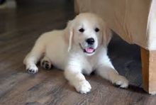 Golden Retriever puppies available. updated on shots and well socialized.