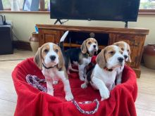 Lovely Beagles puppies for new homes