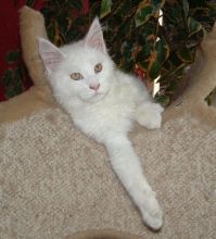 Maine coon kittens available for adoption. Updated on vaccinations and dewormed.