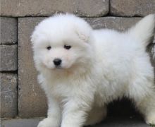 Top Quality Samoyed Puppies