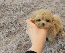 Two Teacup Maltipoo Puppies Needs a New Family