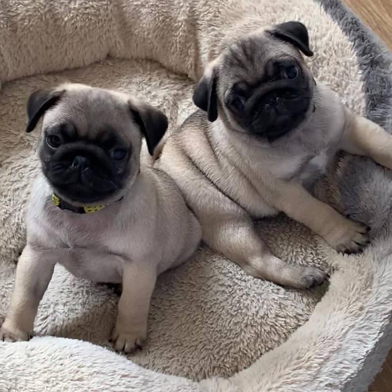 Excellent Pug Puppies for adoption Email us (pc6814252@gmail.com ) Image eClassifieds4u