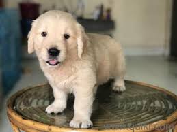 Golden Retriever puppies available. updated on shots and well socialized. Image eClassifieds4u