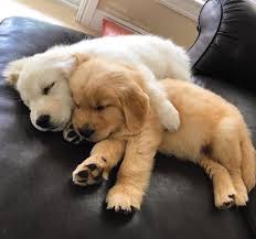 Golden Retriever puppies available. updated on shots and well socialized. Image eClassifieds4u