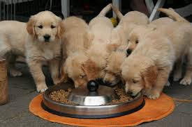 Golden Retriever puppies available. updated on shots and well socialized. Image eClassifieds4u