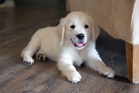 Golden Retriever puppies available. updated on shots and well socialized. Image eClassifieds4u