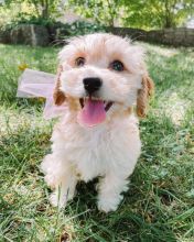 C.K.C MALE AND FEMALE CAVAPOO PUPPIES AVAILABLE Image eClassifieds4U