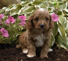 🟥🍁🟥 CANADIAN CAVAPOO PUPPIES AVAILABLE Image eClassifieds4U