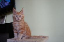 Maine coon kittens available for adoption. Updated on vaccinations and dewormed. Image eClassifieds4U