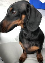 Miniature dachshund boy (Teckel) Image eClassifieds4u 4