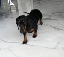 Miniature dachshund (Terkel) for good home Image eClassifieds4u 1