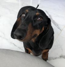 Miniature dachshund (Terkel) for good home Image eClassifieds4u 4