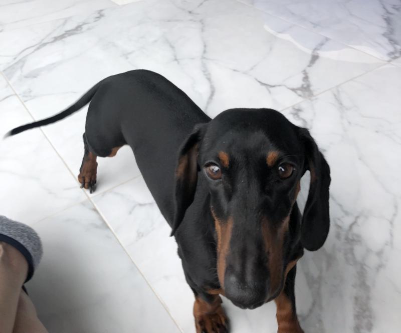 Miniature dachshund boy (Teckel) Image eClassifieds4u