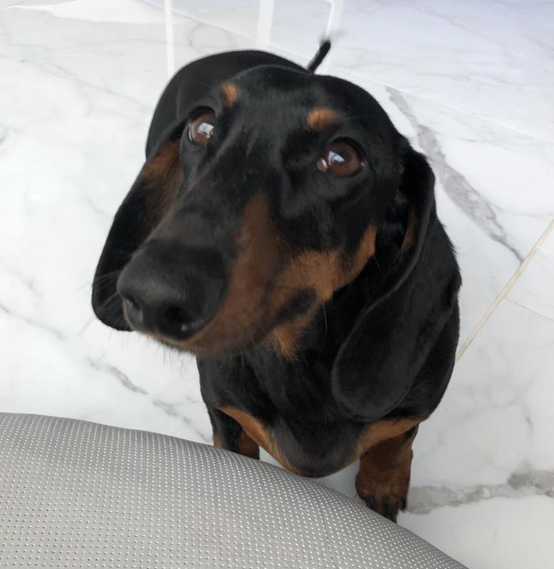 Miniature dachshund (Terkel) for good home Image eClassifieds4u