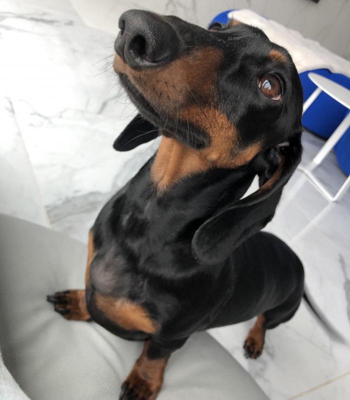 Miniature dachshund (Terkel) for good home Image eClassifieds4u