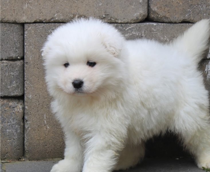 Top Quality Samoyed Puppies Image eClassifieds4u