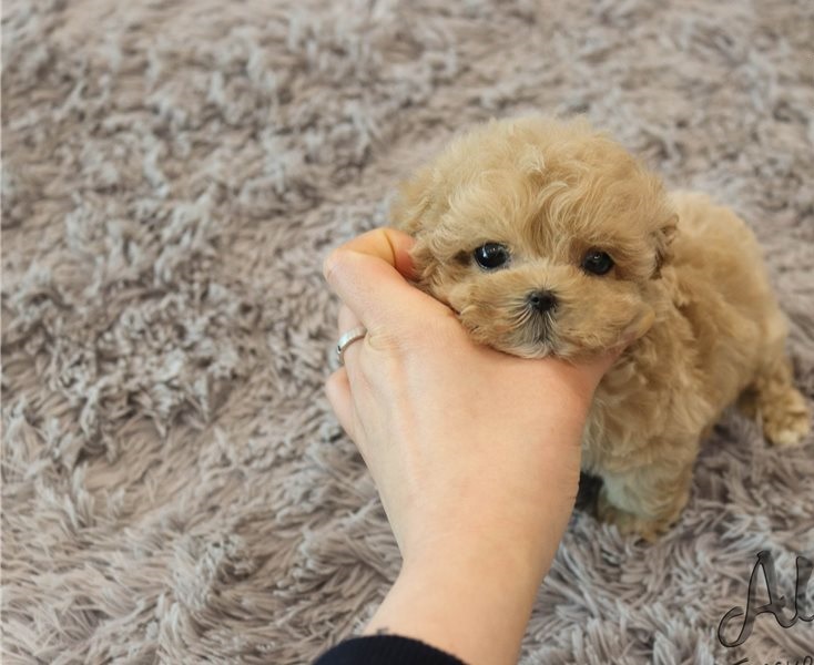 Two Teacup Maltipoo Puppies Needs a New Family Image eClassifieds4u