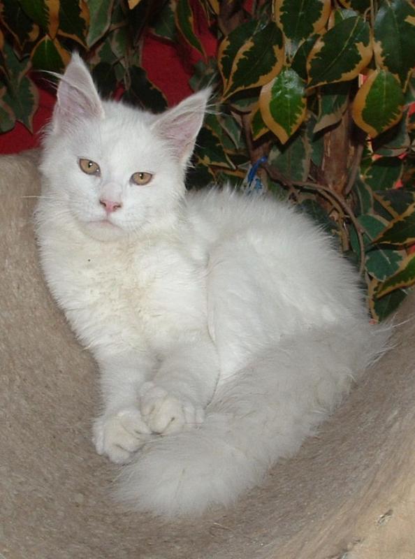 well trained and vet checked Maine Coon kittens available. Image eClassifieds4u