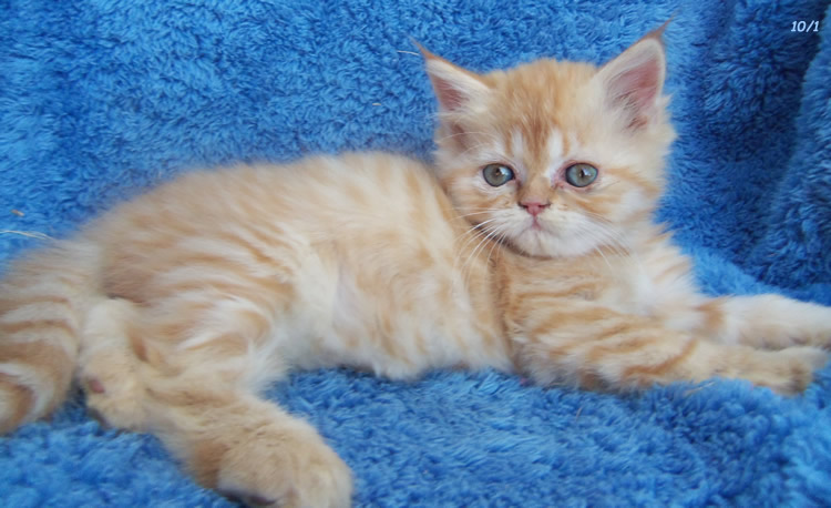 well trained and vet checked Maine Coon kittens available. Image eClassifieds4u