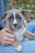 💗🟥🍁🟥 C.K.C MALE AND FEMALE AMERICAN PITBULL TERRIER PUPPIES 💗🟥🍁🟥