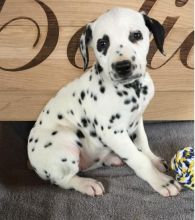 💗🟥🍁🟥C.K.C MALE AND FEMALE DALMATIAN PUPPIES AVAILABLE💗🟥🍁🟥