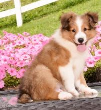 💗🟥🍁🟥 C.K.C MALE AND FEMALE SHELTIE PUPPIES AVAILABLE 💗🟥🍁🟥