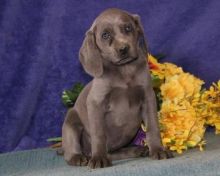 Hi, we have both male and female Weimaraner Puppies