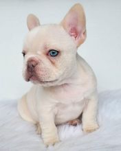 Adorable French Bulldog