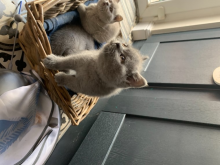 Blue British Shorthair Kitten