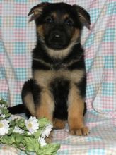 🟥🍁🟥 CKC 💖💕 GERMAN SHEPHERD PUPPIES 💗🟥🍁🟥
