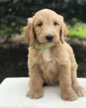C.K.C MALE AND FEMALE GOLDENDOODLE PUPPIES AVAILABLE💗🟥🍁🟥