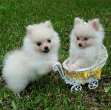 💗🟥🍁🟥 C.K.C MALE AND FEMALE POMERANIAN PUPPIES 💗🟥🍁🟥
