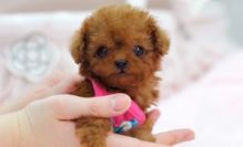 Cute Poodle Puppies for Sale