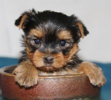 Home raised Yorkshire Terrier puppies for rehoming.