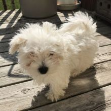 Maltese puppy available