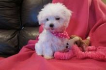 Maltipoo Puppy for sale