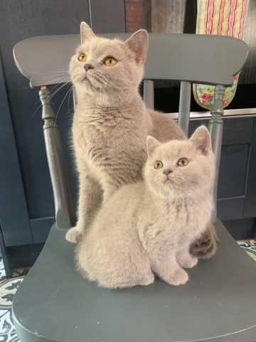 Blue British Shorthair Kitten Image eClassifieds4u