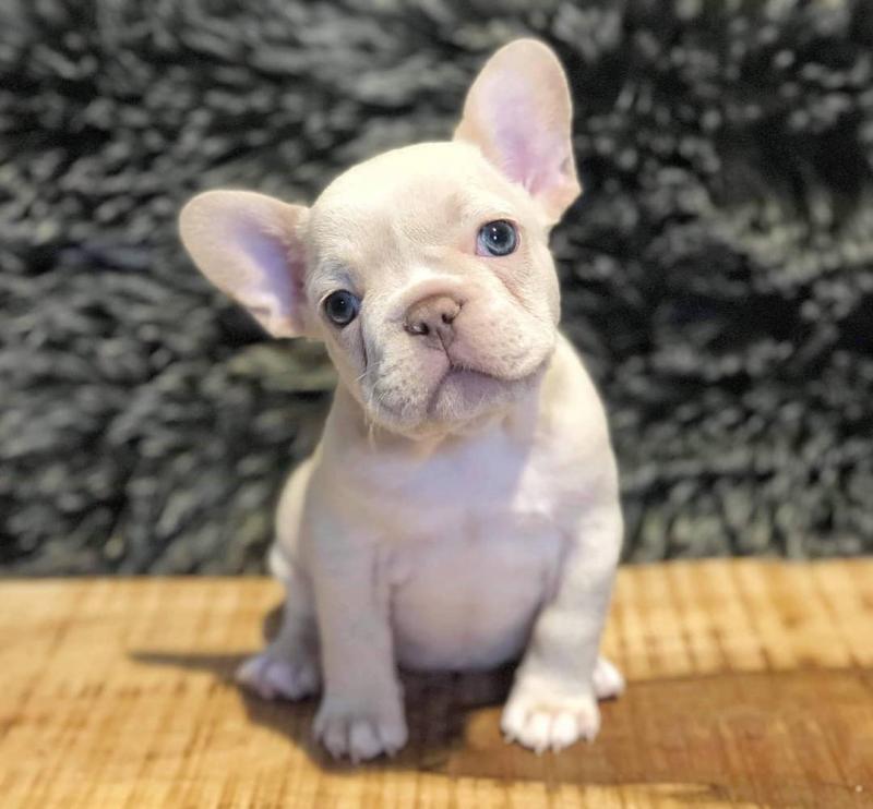 Bulldog French Bulldog Image eClassifieds4u