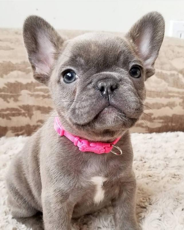 Bulldog French Bulldog Image eClassifieds4u