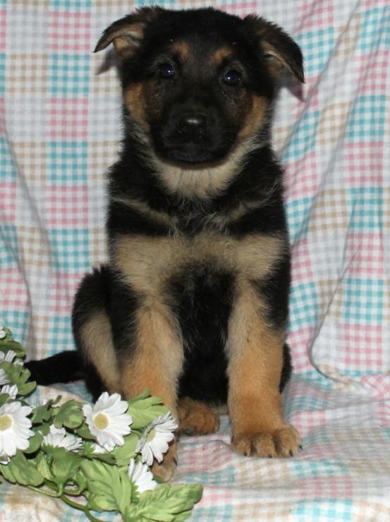 💗🟥🍁🟥 C.K.C MALE AND FEMALE GERMAN SHEPHERD PUPPIES 💗🟥🍁🟥 Image eClassifieds4u