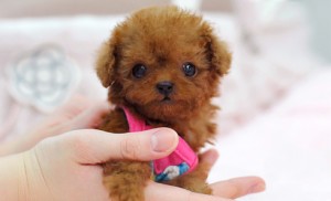 C KC Poodle Puppy For sale Image eClassifieds4u