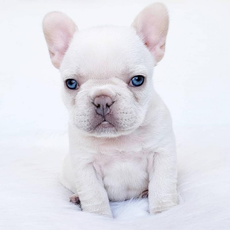 French bulldog puppies Available Image eClassifieds4u