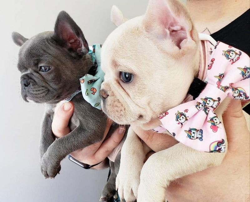 French bulldog puppies Available Image eClassifieds4u