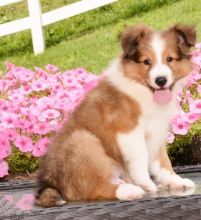 🟥🍁🟥 CKC 🐶🐶 SHELTIE PUPPIES 🟥🍁🟥 Image eClassifieds4u 1
