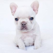 Available puppies ready to go Image eClassifieds4u 3