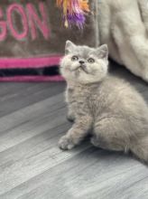 Male and female British short hair kittens Image eClassifieds4U