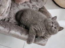 Stunning British short hair kittens Image eClassifieds4U