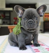 Super adorable French Bulldog Puppies. Image eClassifieds4u 3