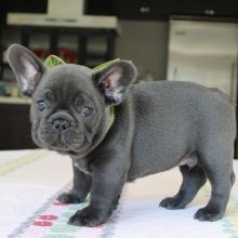 Super adorable French Bulldog Puppies. Image eClassifieds4u 2
