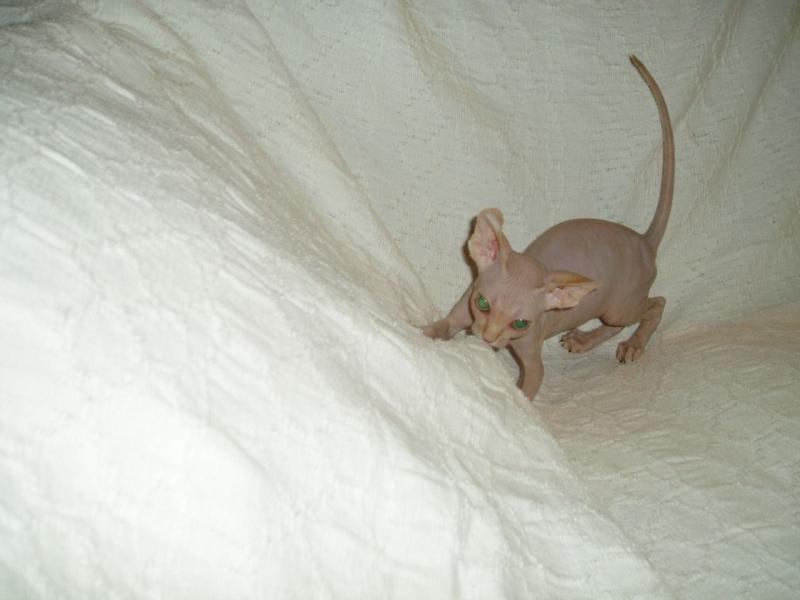 Fabulous Canadian Sphynx kittens for adoption Image eClassifieds4u